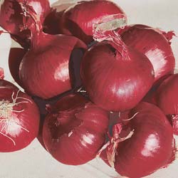Dark Red Brunswick Onion